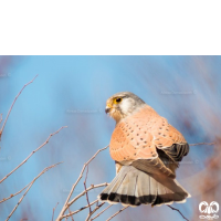 گونه دلیجه Common Kestrel